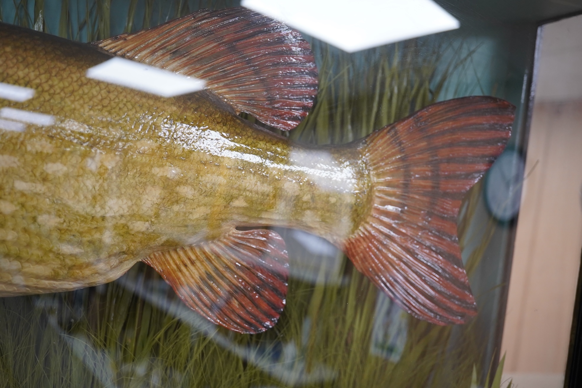 Taxidermy- J. Cooper & Sons pike, ‘MELBOURNE LAKE 19th Feb. 1939’, bowfront case, 120cm wide. Condition - good, some wear to case